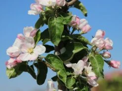 Säulenapfel 'Greencats' ® -Günstiges Garten Zart Geschäft saeulenapfel greencats m046446 w 5