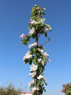 Säulenapfel 'Greencats' ® -Günstiges Garten Zart Geschäft saeulenapfel greencats m046446 w 6