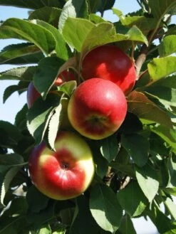 Säulenapfel 'Jarle' -Günstiges Garten Zart Geschäft saeulenapfel jarle m090121 w 0