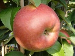 Säulenapfel 'Jarle' -Günstiges Garten Zart Geschäft saeulenapfel jarle m090121 w 2