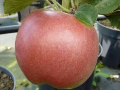 Säulenapfel 'Jarle' -Günstiges Garten Zart Geschäft saeulenapfel jarle m090121 w 3