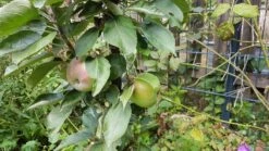 Säulenapfel 'Red River' ® -Günstiges Garten Zart Geschäft saeulenapfel red river m006368 924596 0