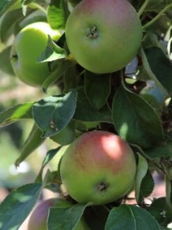 Säulenapfel 'Red River' ® -Günstiges Garten Zart Geschäft saeulenapfel red river m006368 w 0