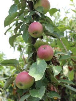 Säulenapfel 'Red River' ® -Günstiges Garten Zart Geschäft saeulenapfel red river m006368 w 1