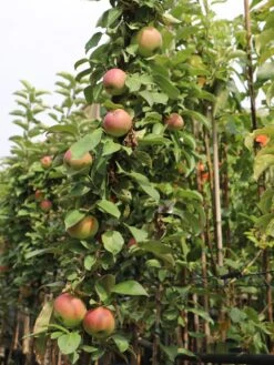 Säulenapfel 'Red River' ® -Günstiges Garten Zart Geschäft saeulenapfel red river m006368 w 2