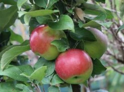 Säulenapfel 'Red River' ® -Günstiges Garten Zart Geschäft saeulenapfel red river m006368 w 3