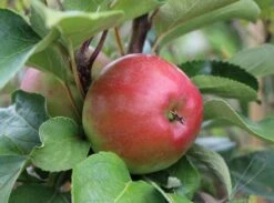 Säulenapfel 'Red River' ® -Günstiges Garten Zart Geschäft saeulenapfel red river m006368 w 4