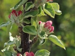 Säulenapfel 'Red River' ® -Günstiges Garten Zart Geschäft saeulenapfel red river m006368 w 6
