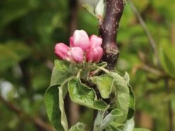 Säulenapfel 'Red River' ® -Günstiges Garten Zart Geschäft saeulenapfel red river m006368 w 7