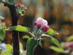 Säulenapfel 'Redcats' -Günstiges Garten Zart Geschäft saeulenapfel redcats m046457 w 0 1