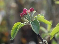 Säulenapfel 'Redcats' -Günstiges Garten Zart Geschäft saeulenapfel redcats m046457 w 1 1