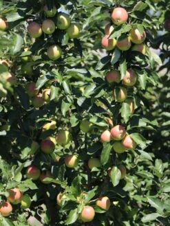 Säulenapfel 'Redcats' -Günstiges Garten Zart Geschäft saeulenapfel redcats m046457 w 1