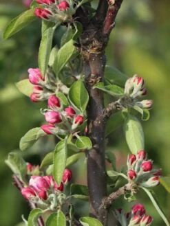 Säulenapfel 'Redcats' -Günstiges Garten Zart Geschäft saeulenapfel redcats m046457 w 2 1