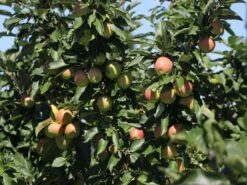 Säulenapfel 'Redcats' -Günstiges Garten Zart Geschäft saeulenapfel redcats m046457 w 2