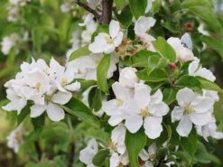 Säulenapfel 'Redcats' -Günstiges Garten Zart Geschäft saeulenapfel redcats m046457 w 3 1