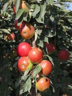 Säulenapfel 'Redcats' -Günstiges Garten Zart Geschäft saeulenapfel redcats m046457 w 3