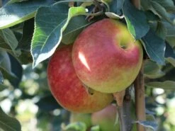 Säulenapfel 'Redcats' -Günstiges Garten Zart Geschäft saeulenapfel redcats m046457 w 4 1