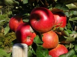 Säulenapfel 'Rondo' ® -Günstiges Garten Zart Geschäft saeulenapfel rondo m046434 757930 0