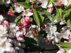 Säulenapfel 'Sonate' -Günstiges Garten Zart Geschäft saeulenapfel sonate m046440 w 1