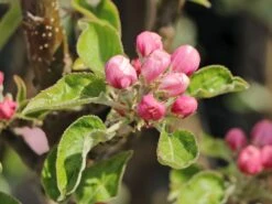 Säulenapfel 'Starcats' (S) -Günstiges Garten Zart Geschäft saeulenapfel starcats s m046454 w 3