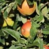 Säulenapfel 'Summertime' ® -Günstiges Garten Zart Geschäft saeulenapfel summertime m091322 h 0