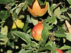 Säulenapfel 'Summertime' ®