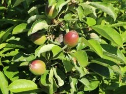 Säulenapfel 'Summertime' ® -Günstiges Garten Zart Geschäft saeulenapfel summertime m091322 w 1