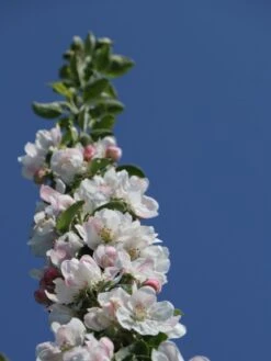 Säulenapfel 'Suncats' -Günstiges Garten Zart Geschäft saeulenapfel suncats m046453 w 0