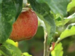 Säulenapfel 'Suncats' -Günstiges Garten Zart Geschäft saeulenapfel suncats m046453 w 1