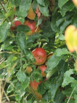 Säulenapfel 'Suncats' -Günstiges Garten Zart Geschäft saeulenapfel suncats m046453 w 2