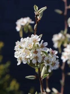 Säulenbirne 'Decora' -Günstiges Garten Zart Geschäft saeulenbirne decora m008999 w 0