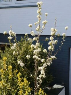 Säulenbirne 'Decora' -Günstiges Garten Zart Geschäft saeulenbirne decora m008999 w 1