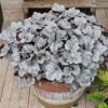 Samthaariges Purpurglöckchen 'Silver Gumdrop' -Günstiges Garten Zart Geschäft samthaariges purpurgloeckchen silver gumdrop m118020 h 0
