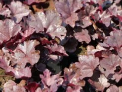 Samthaariges Purpurglöckchen 'Silver Gumdrop' -Günstiges Garten Zart Geschäft samthaariges purpurgloeckchen silver gumdrop m118020 w 0