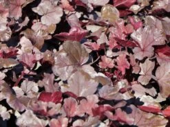 Samthaariges Purpurglöckchen 'Silver Gumdrop' -Günstiges Garten Zart Geschäft samthaariges purpurgloeckchen silver gumdrop m118020 w 1