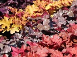 Samthaariges Purpurglöckchen 'Silver Gumdrop' -Günstiges Garten Zart Geschäft samthaariges purpurgloeckchen silver gumdrop m118020 w 2