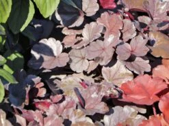 Samthaariges Purpurglöckchen 'Silver Gumdrop' -Günstiges Garten Zart Geschäft samthaariges purpurgloeckchen silver gumdrop m118020 w 3