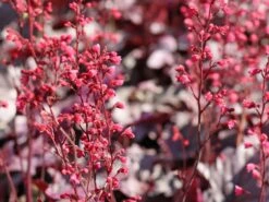 Samthaariges Purpurglöckchen 'Silver Gumdrop' -Günstiges Garten Zart Geschäft samthaariges purpurgloeckchen silver gumdrop m118020 w 4