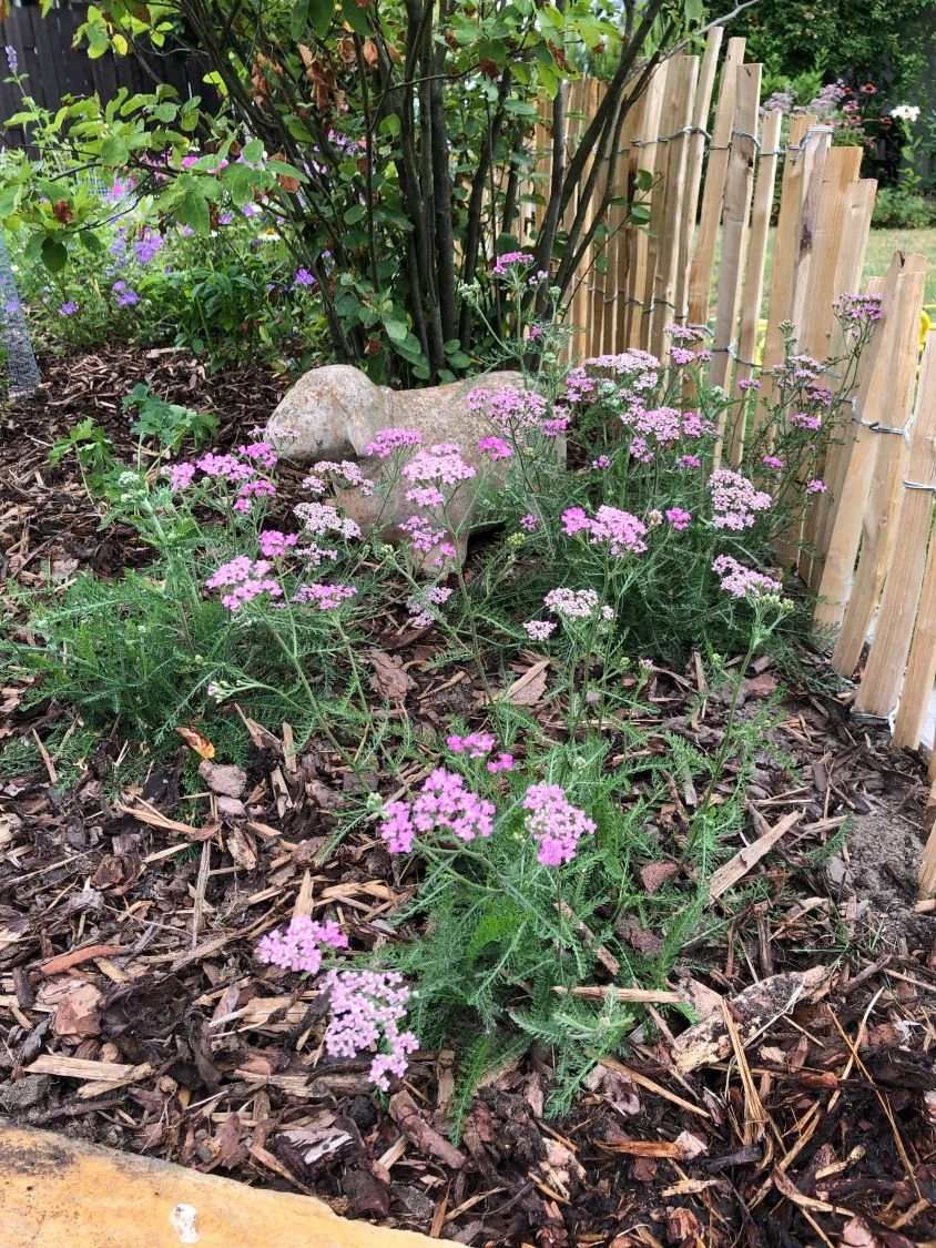 Schafgarbe 'Lilac Beauty' 10 Schafgarbe 'Lilac Beauty' – Bild 8