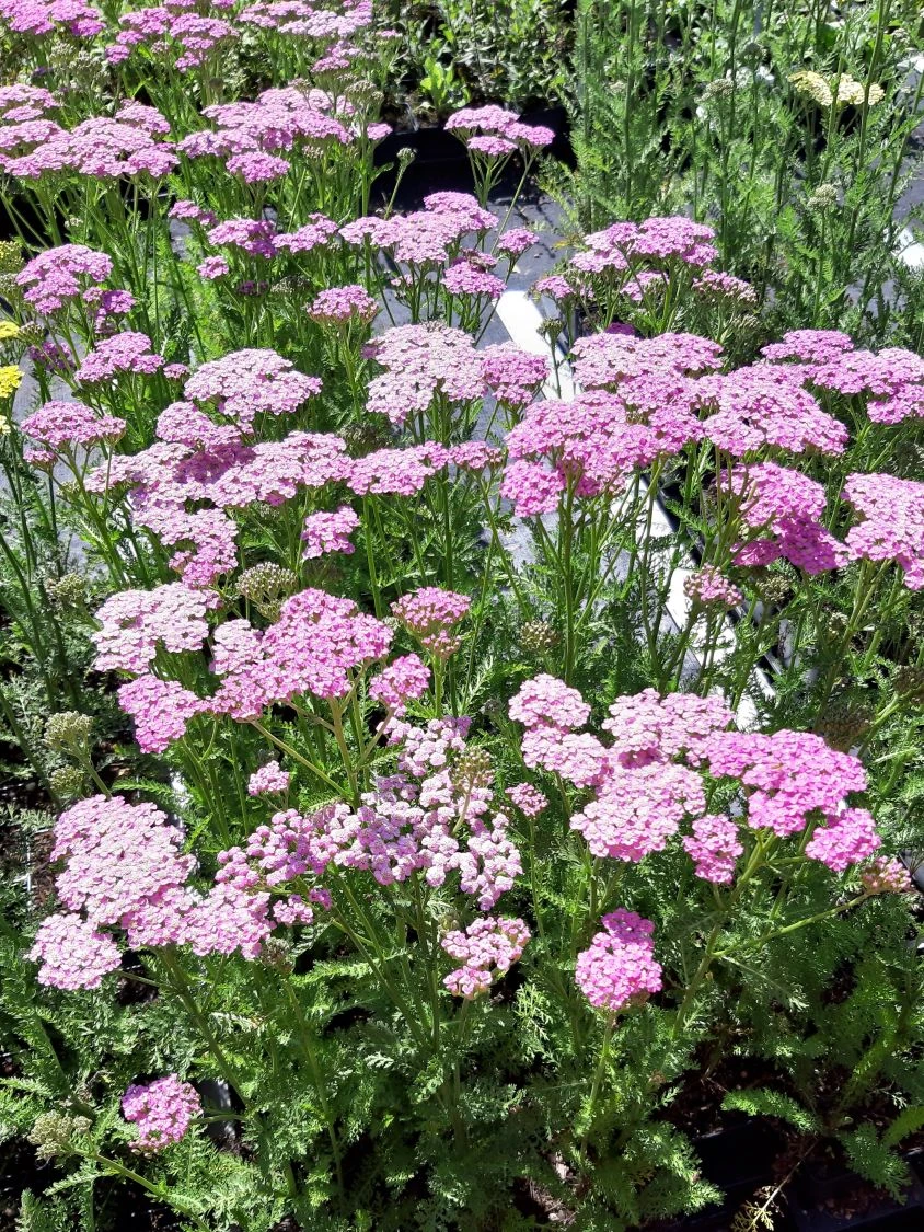 Schafgarbe 'Lilac Beauty' 9 Schafgarbe 'Lilac Beauty' – Bild 7