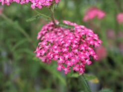 Schafgarbe 'Lilac Beauty' 12 Schafgarbe 'Lilac Beauty' -Günstiges Garten Zart Geschäft schafgarbe lilac beauty m044518 w 0