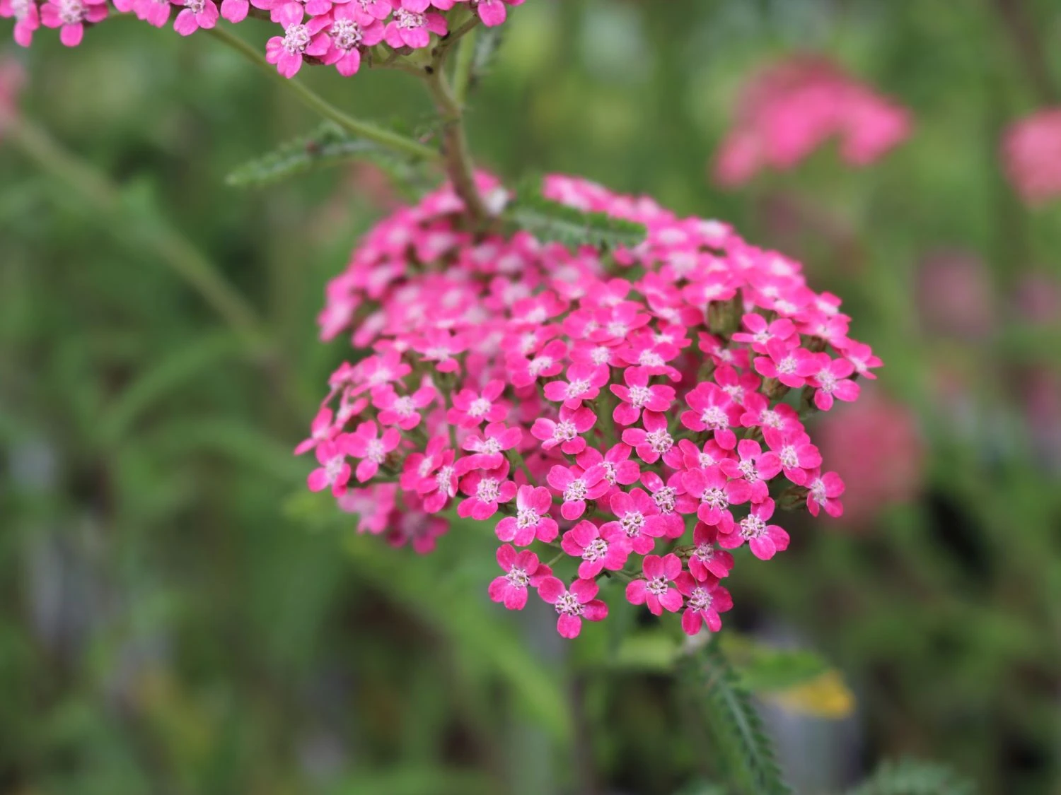 Schafgarbe 'Lilac Beauty' 5 Schafgarbe 'Lilac Beauty' – Bild 3