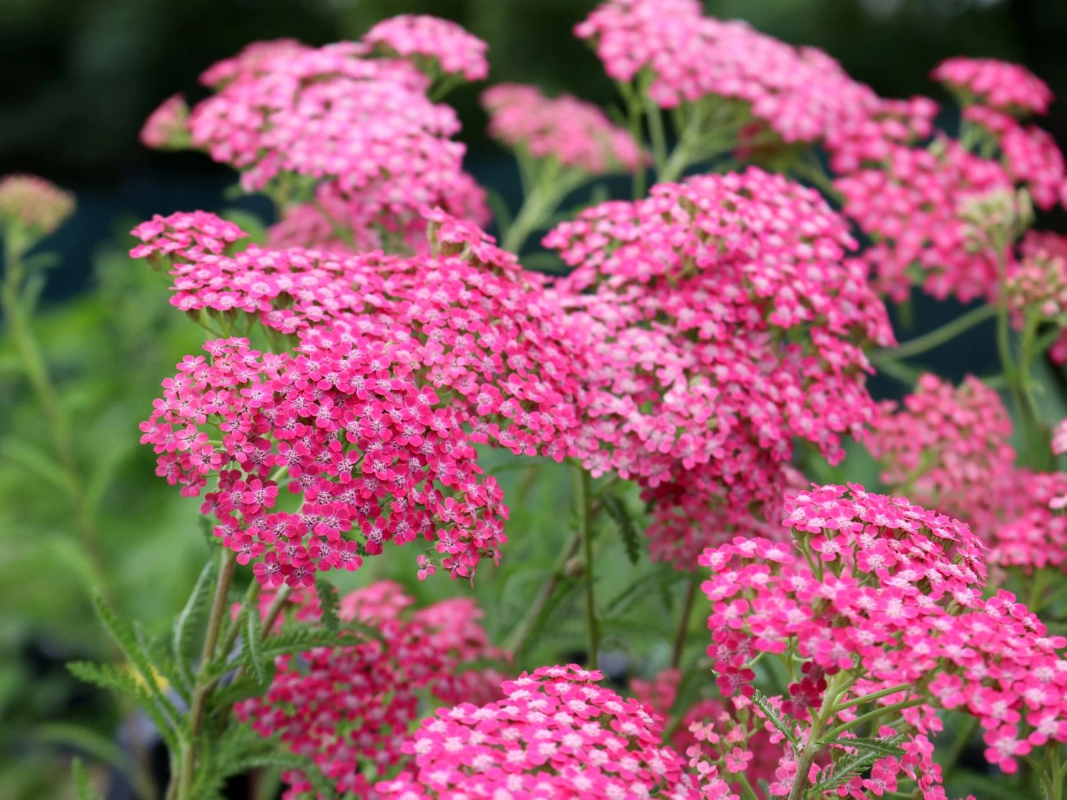 Schafgarbe 'Lilac Beauty' 4 Schafgarbe 'Lilac Beauty' – Bild 2