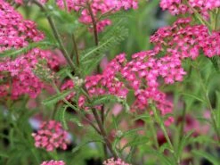 Schafgarbe 'Lilac Beauty' 14 Schafgarbe 'Lilac Beauty' -Günstiges Garten Zart Geschäft schafgarbe lilac beauty m044518 w 2