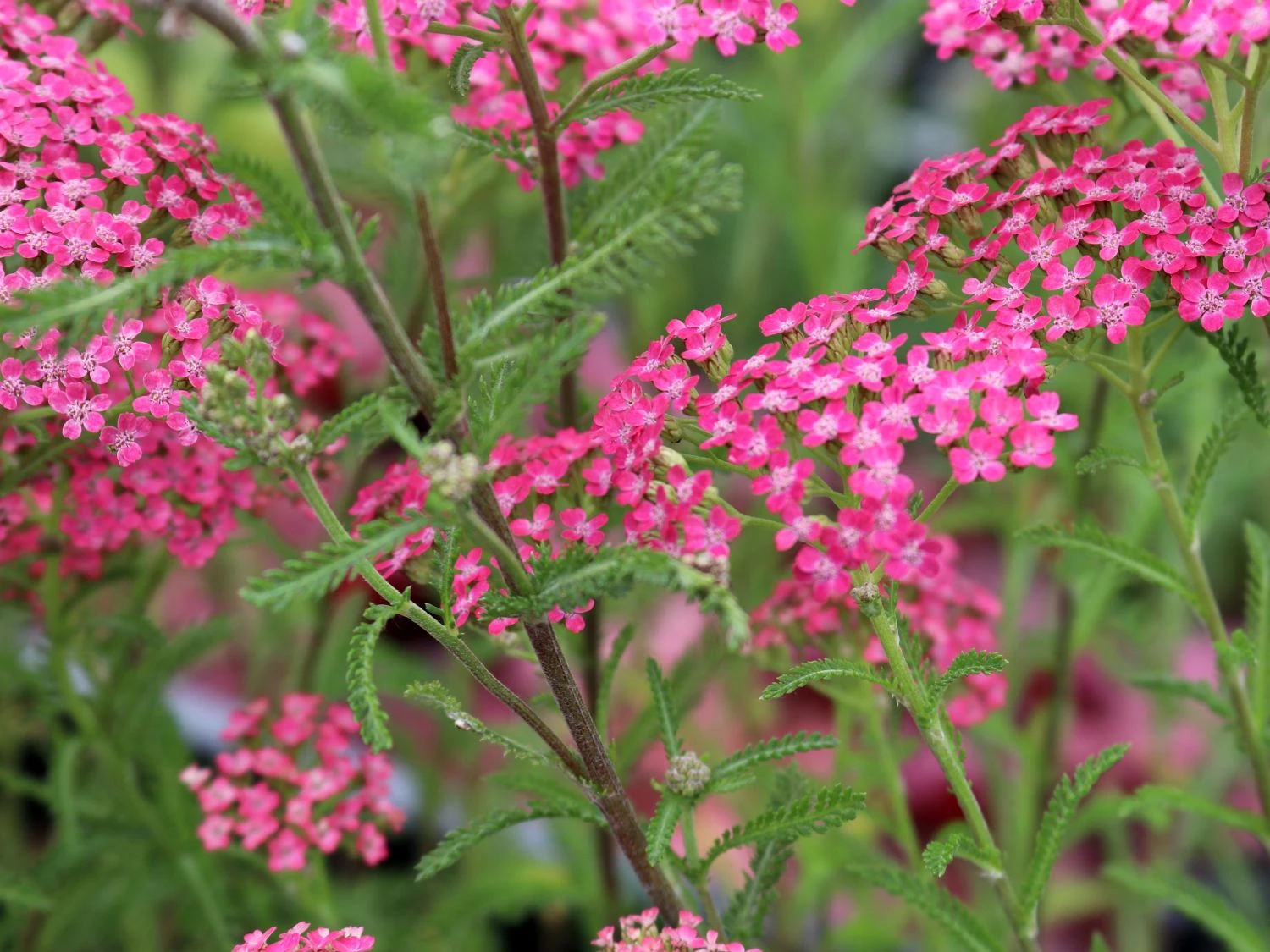 Schafgarbe 'Lilac Beauty' 7 Schafgarbe 'Lilac Beauty' – Bild 5