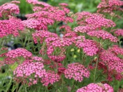 Schafgarbe 'Lilac Beauty' 13 Schafgarbe 'Lilac Beauty' -Günstiges Garten Zart Geschäft schafgarbe lilac beauty m044518 w 3