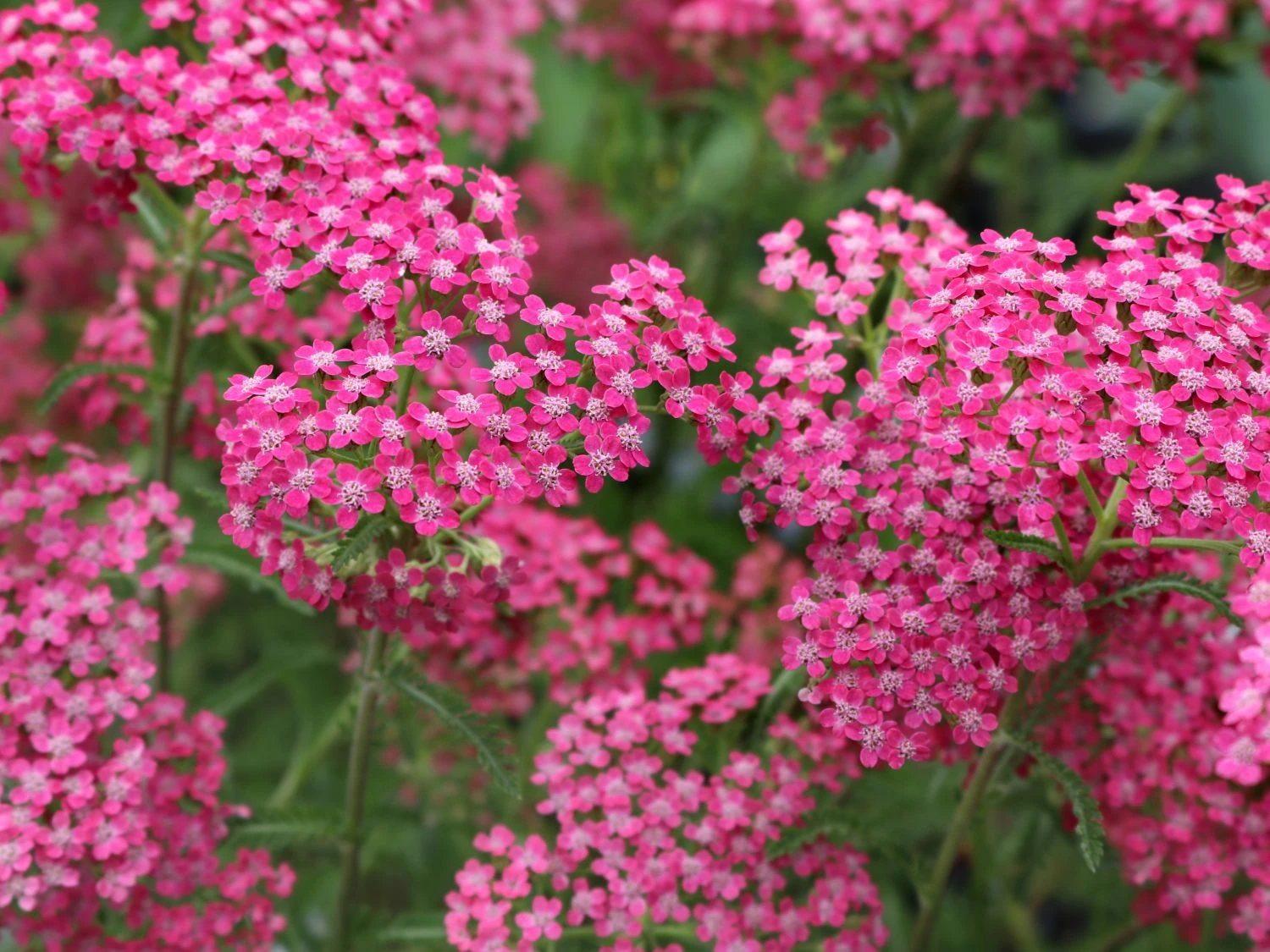 Schafgarbe 'Lilac Beauty' 8 Schafgarbe 'Lilac Beauty' – Bild 6