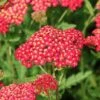 Schafgarbe 'Red Velvet' -Günstiges Garten Zart Geschäft schafgarbe red velvet m078012 h 0