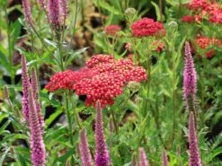 Schafgarbe 'Red Velvet' -Günstiges Garten Zart Geschäft schafgarbe red velvet m078012 w 0