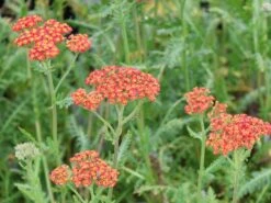 Schafgarbe 'Summerwine' -Günstiges Garten Zart Geschäft schafgarbe summerwine m087530 w 0